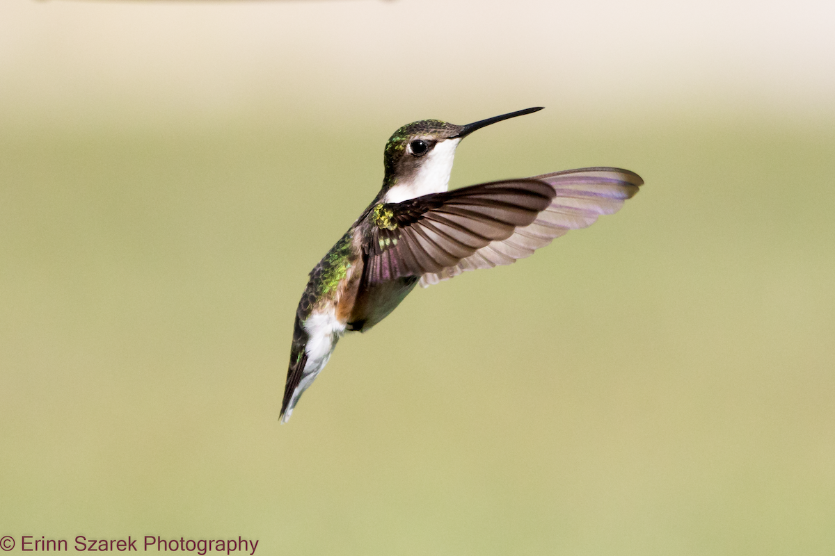 Ruby-throated Hummingbird - ML233582801