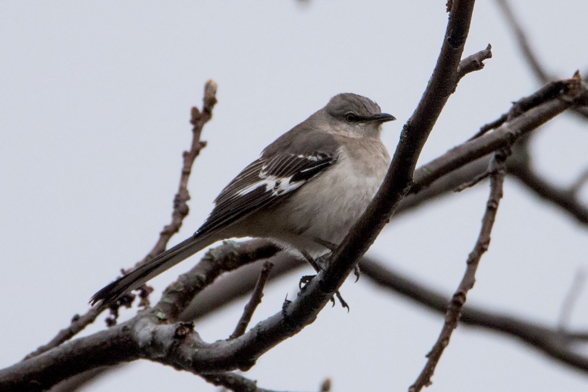 Northern Mockingbird - ML233584731