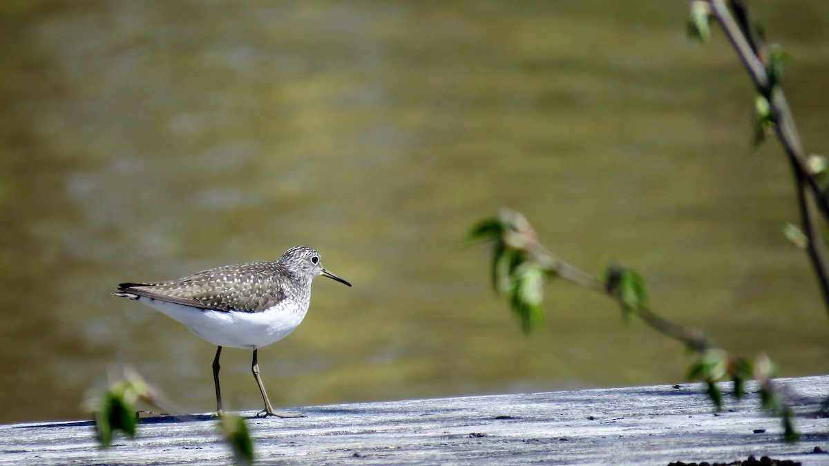 Solitary Sandpiper - ML233586531