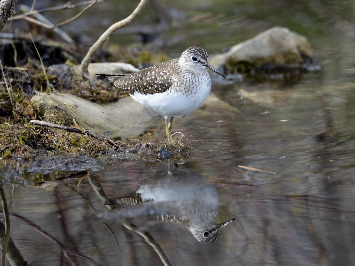 Solitary Sandpiper - Claude Letourneau