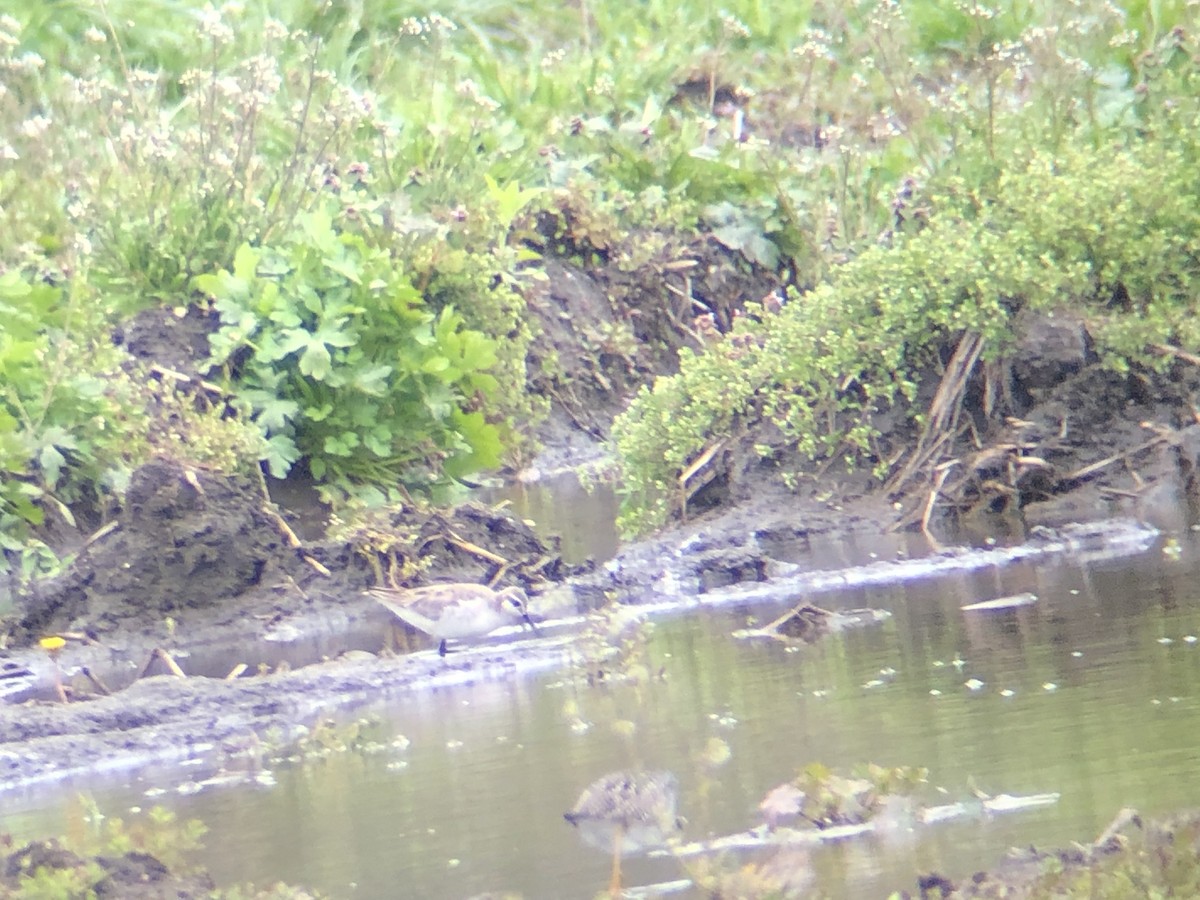 Wilson's Phalarope - ML233587661