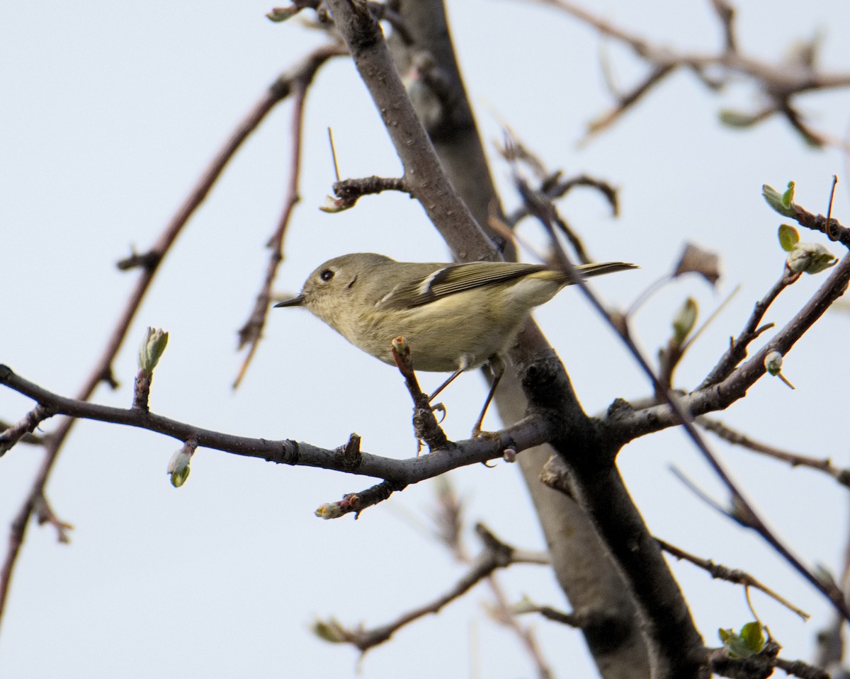 Ruby-crowned Kinglet - Claude Letourneau