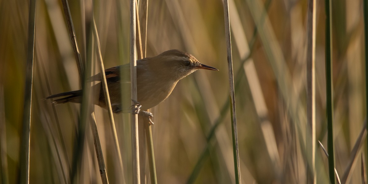 Wren-like Rushbird - ML233589321