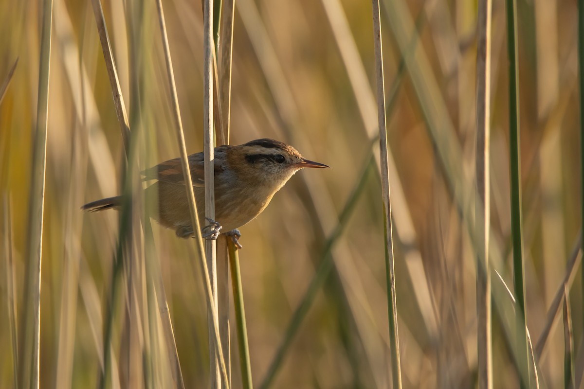 Wren-like Rushbird - Pablo Re