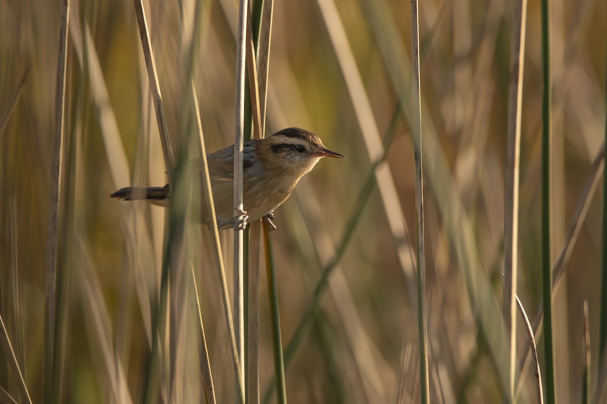 Wren-like Rushbird - ML233589681