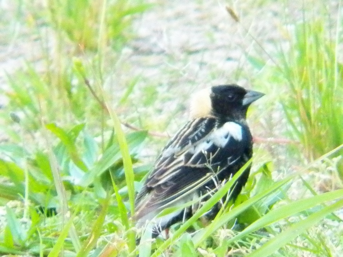 Bobolink - ML23359311