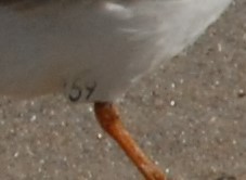 Piping Plover - ML233594971