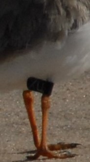 Piping Plover - ML233595071