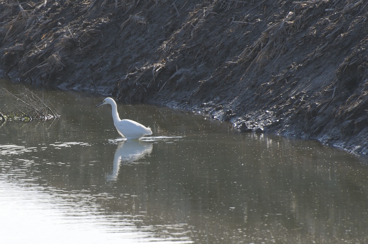 Snowy Egret - ML23359521