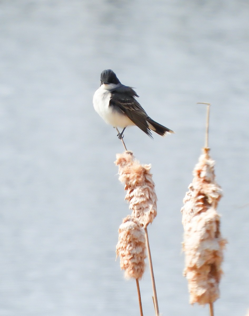 Eastern Kingbird - Clay Poitras