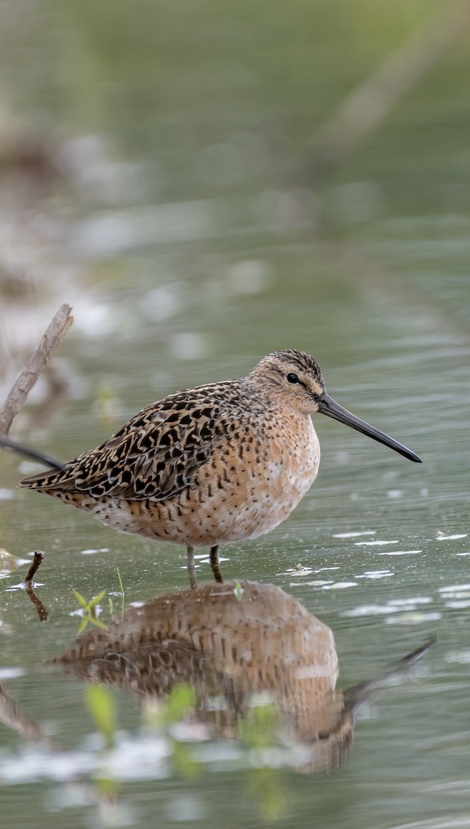 Short-billed Dowitcher - Bryan Smith