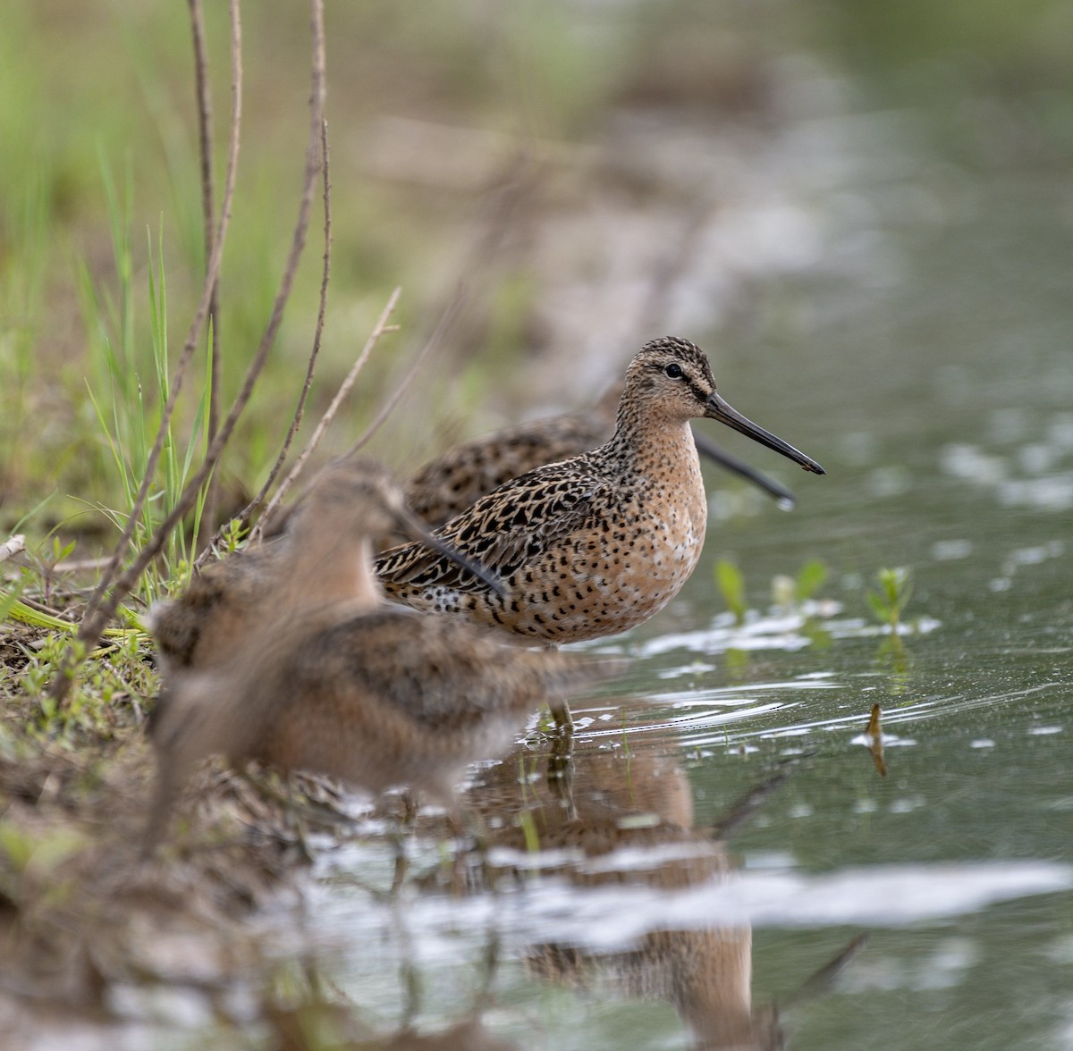 Short-billed Dowitcher - ML233597021