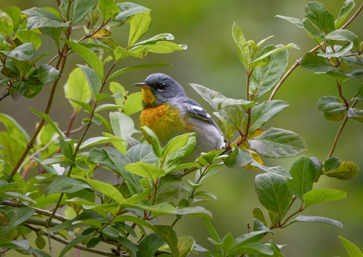 פרולה צפונית - ML233598611
