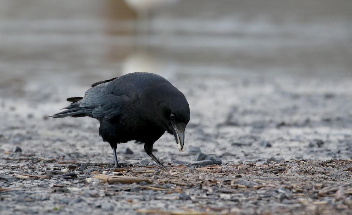 American Crow - ML233599101