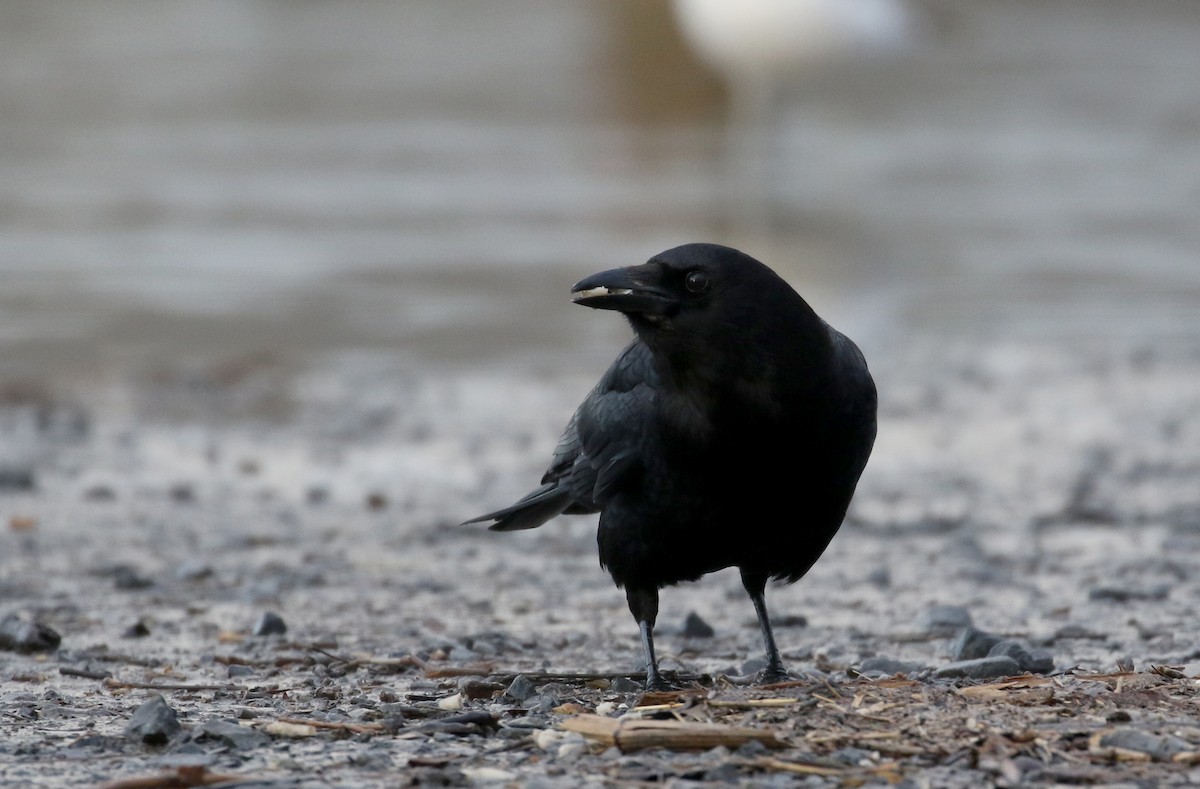 American Crow - ML233599111