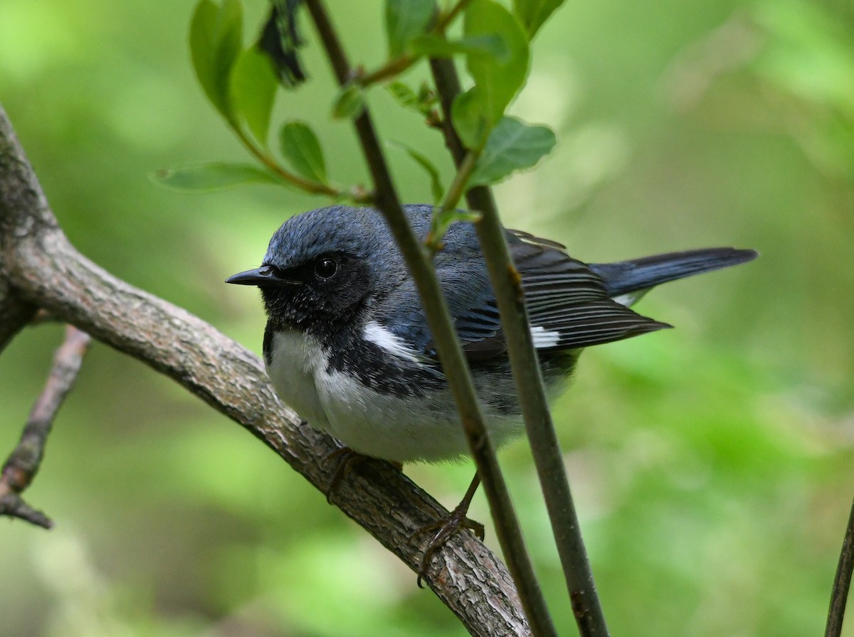 Black-throated Blue Warbler - ML233599531