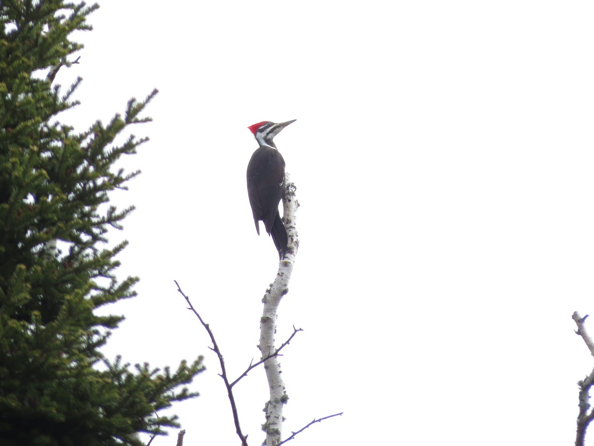 Pileated Woodpecker - ML233600071