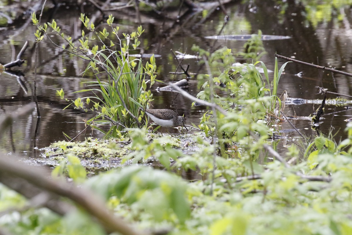 Solitary Sandpiper - ML233603061