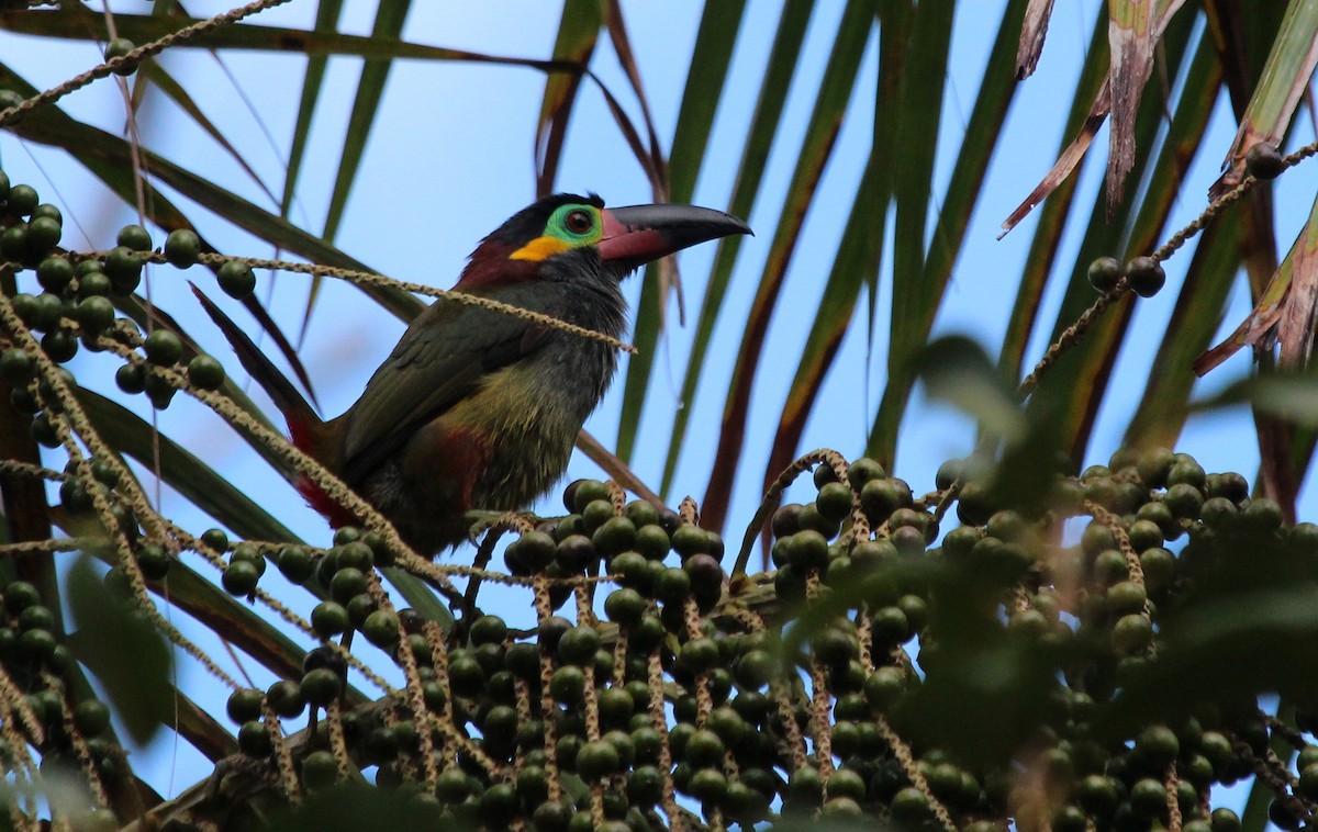 Guianan Toucanet - Alexander Lees