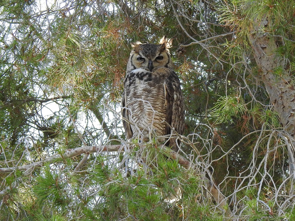 Great Horned Owl - ML233604631