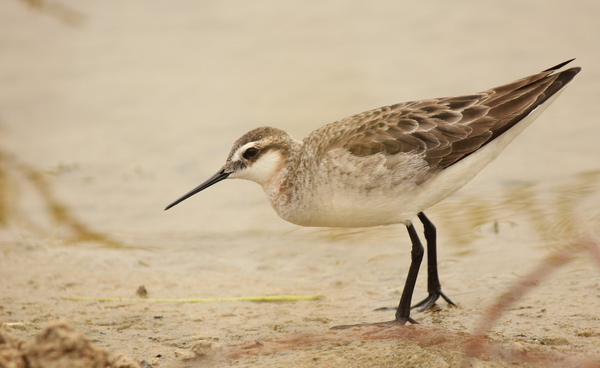 Wilson's Phalarope - Reed Gorner