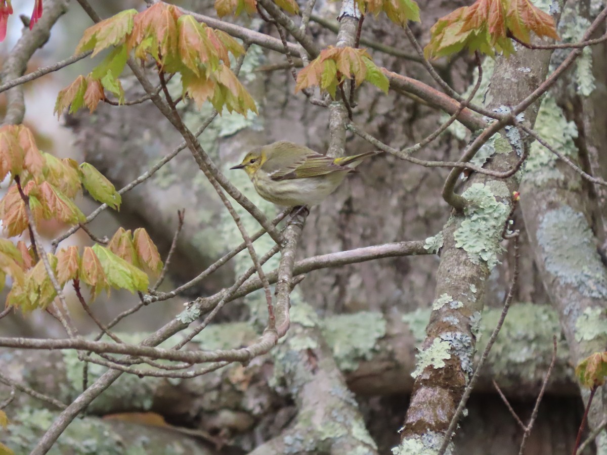 Cape May Warbler - ML233605131
