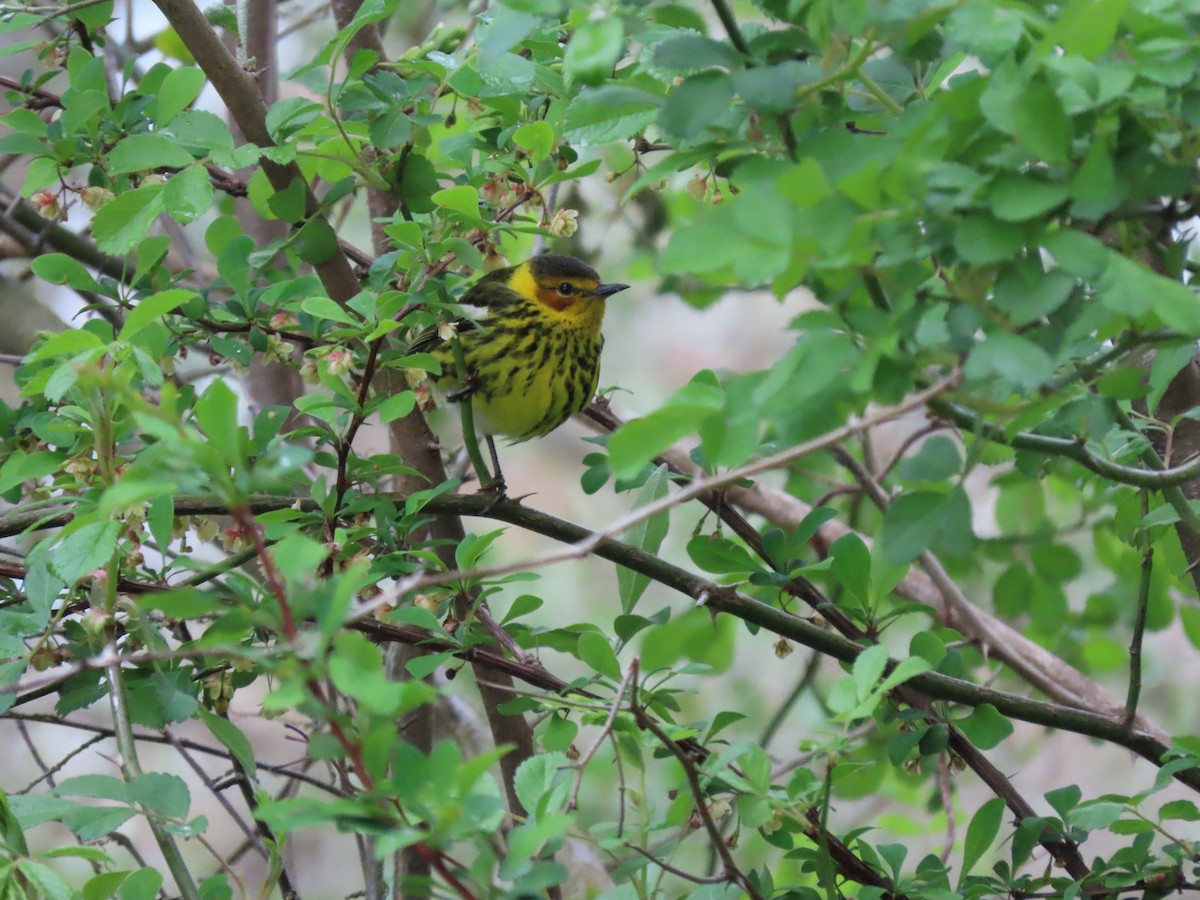 Cape May Warbler - ML233606151