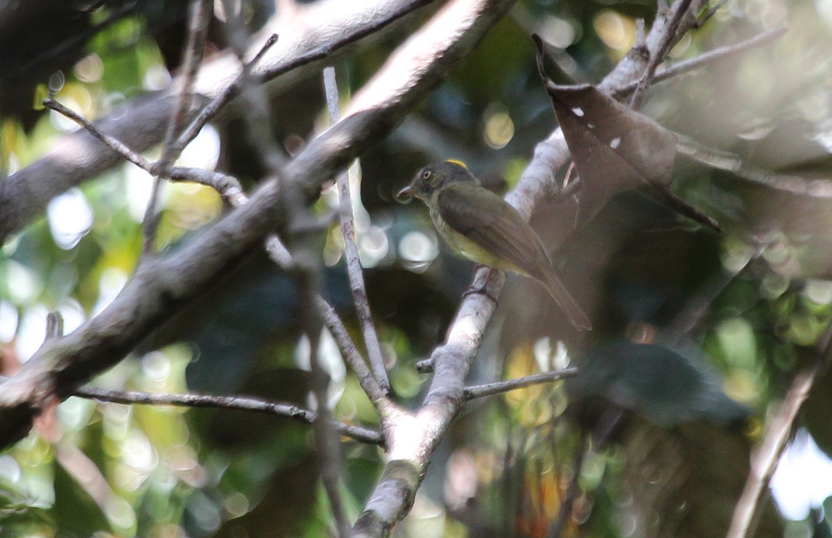 Saffron-crested Tyrant-Manakin - ML23360621