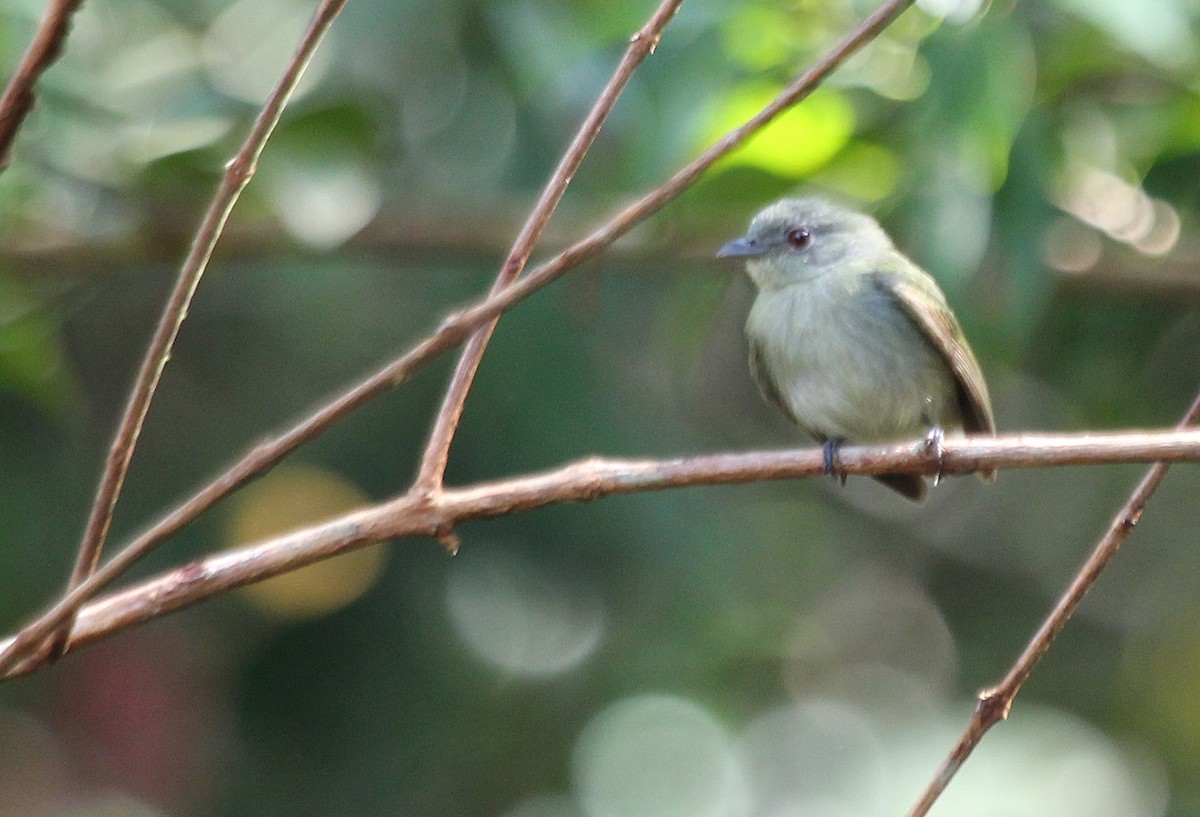 White-crowned Manakin - Alexander Lees