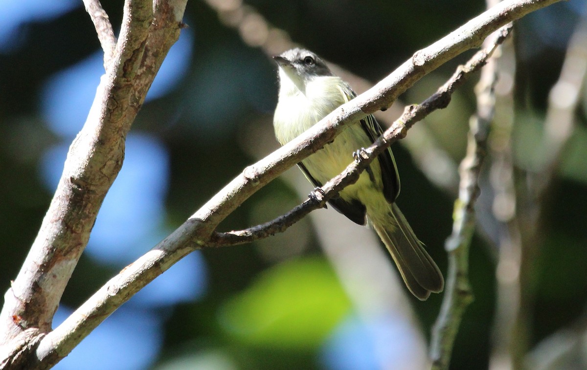 Guianan Tyrannulet - ML23360651