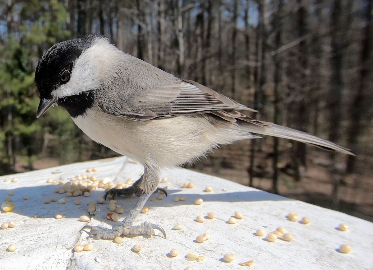 Carolina Chickadee - ML233606611
