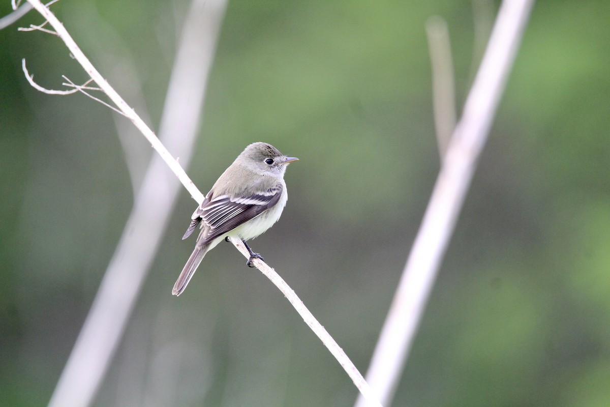 Least Flycatcher - Peter Binstock