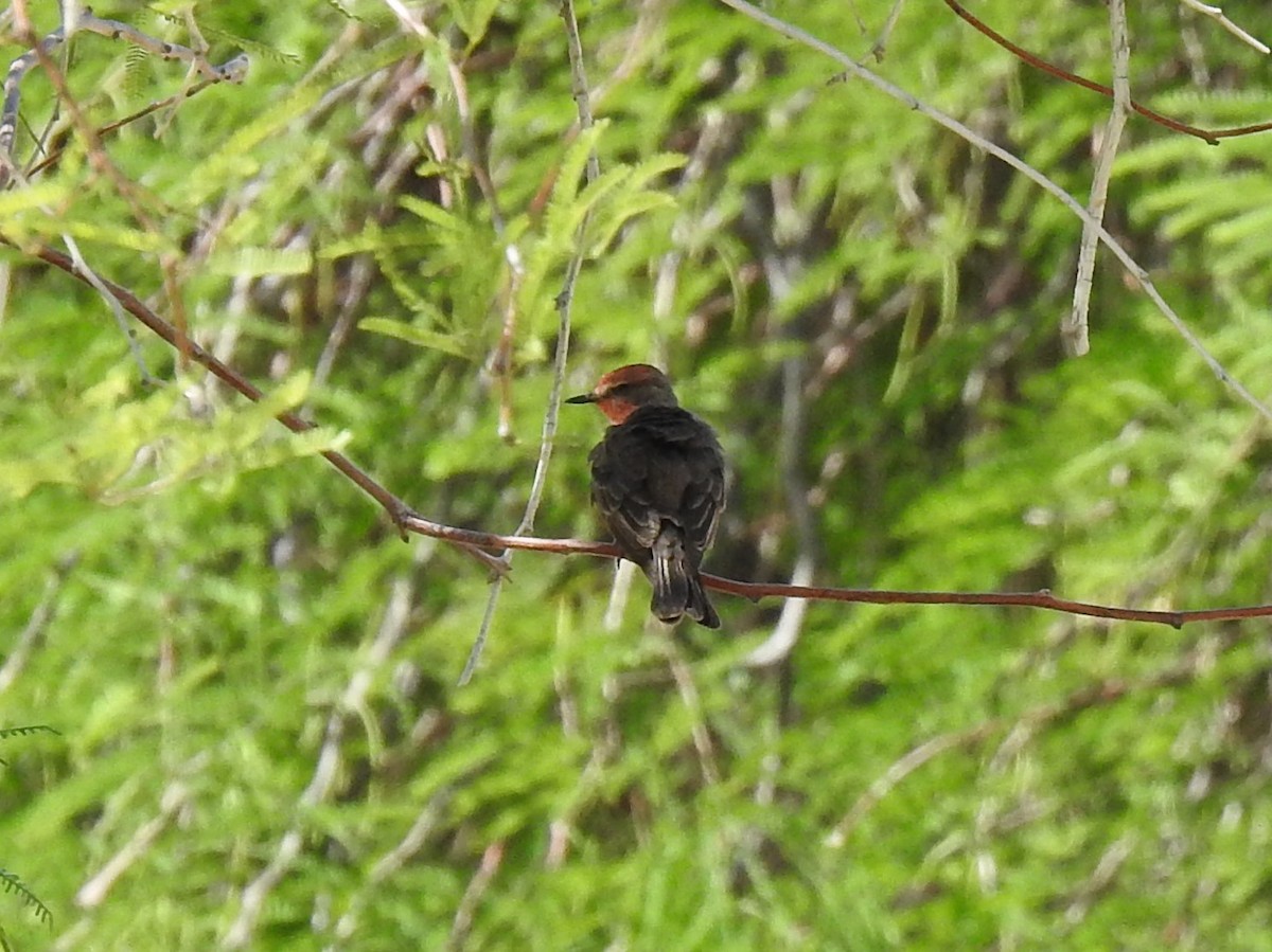 Vermilion Flycatcher - ML233607491