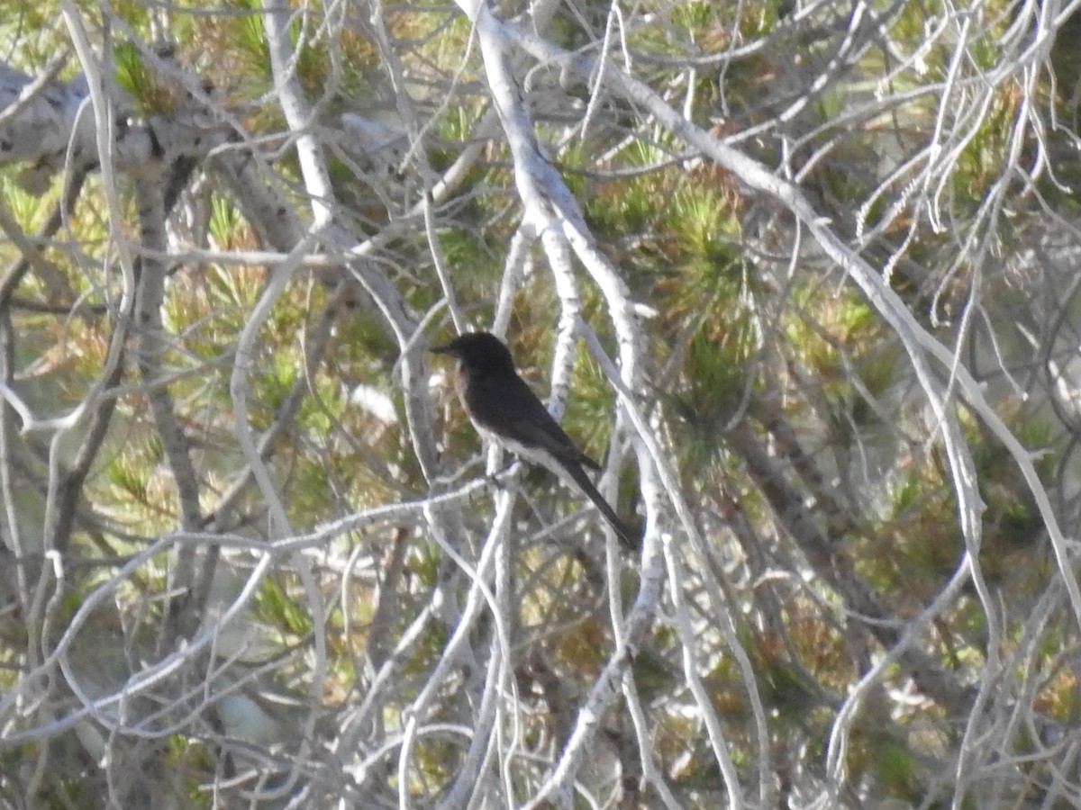 Black Phoebe - ML233608021