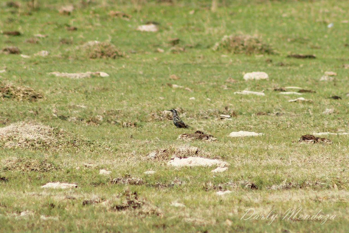 European Starling - ML233608491