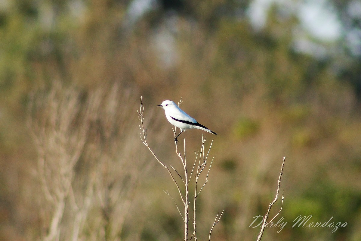 White Monjita - ML233608901