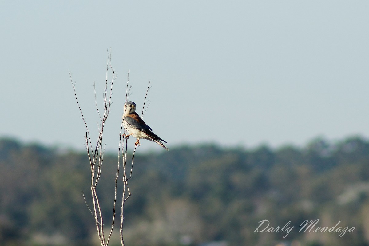 American Kestrel - ML233609191