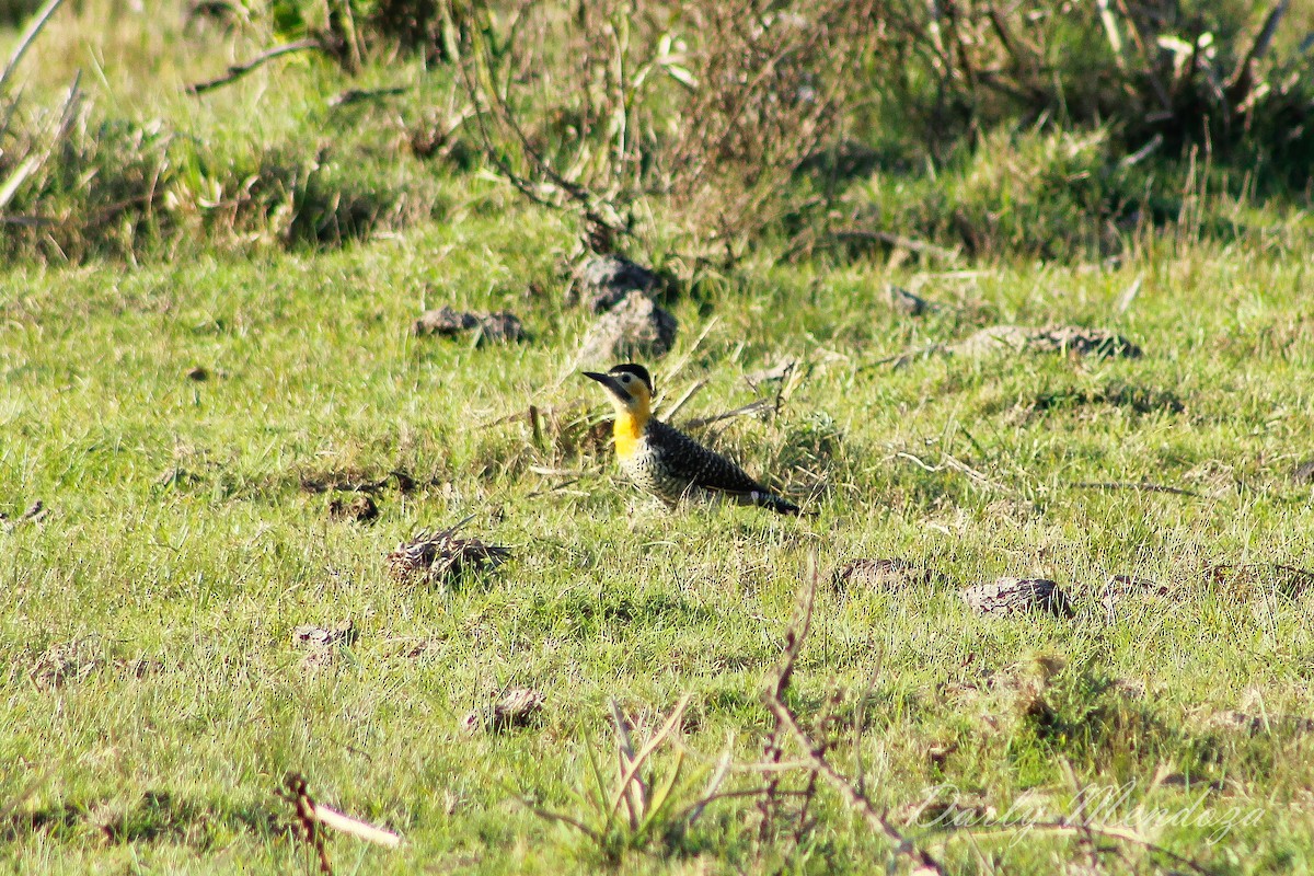 Campo Flicker - ML233609491