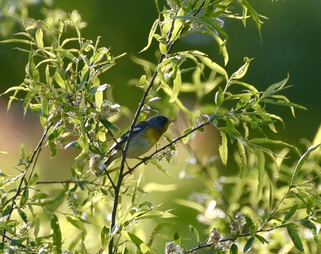 Parula Norteña - ML233609621