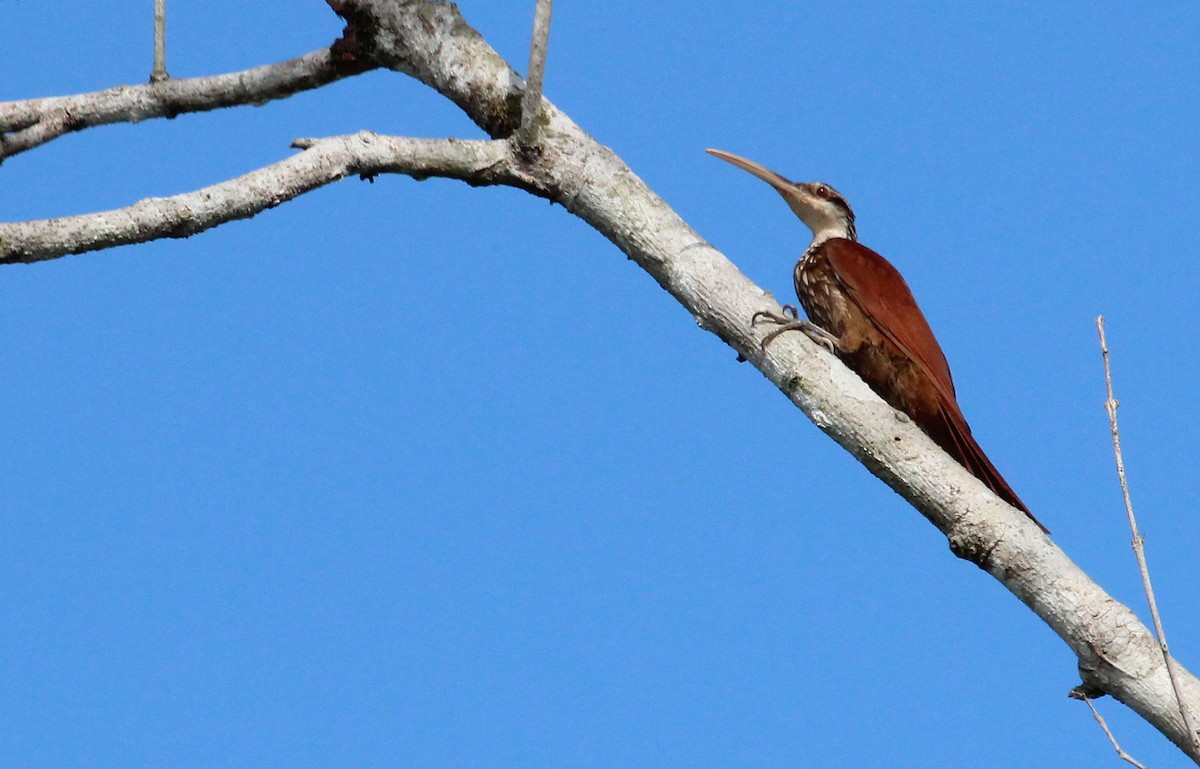 Long-billed Woodcreeper - ML23360981