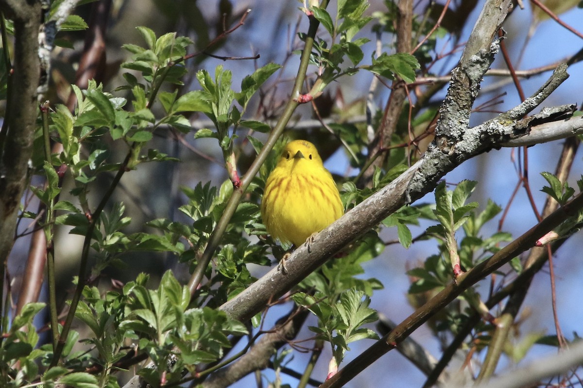 Yellow Warbler - ML233610441