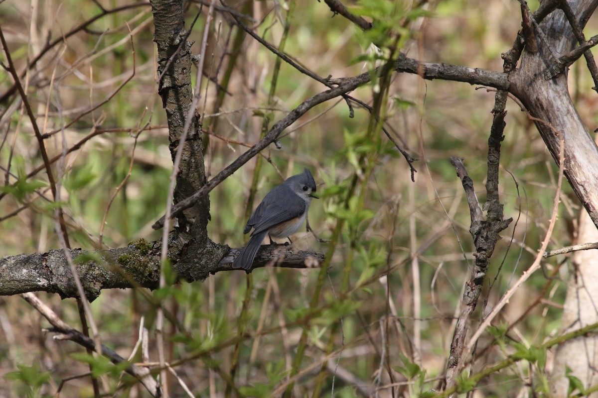 Tufted Titmouse - ML233610791