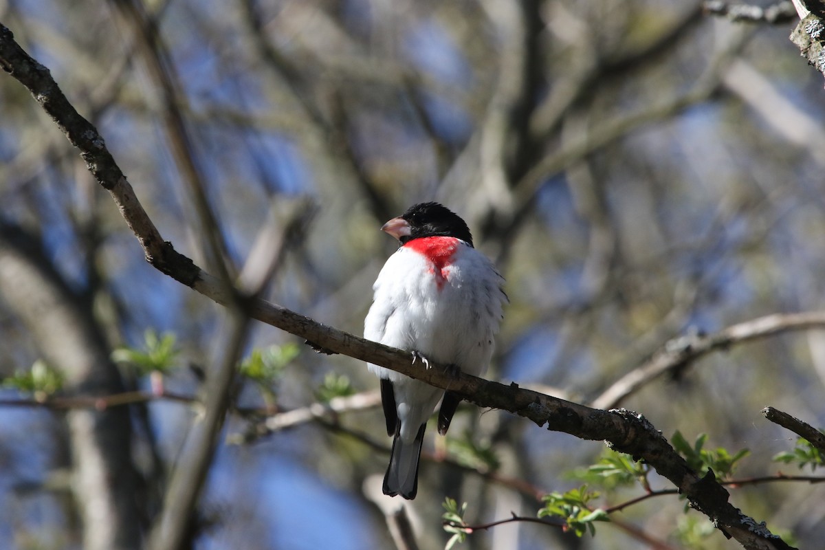 Rose-breasted Grosbeak - ML233611021