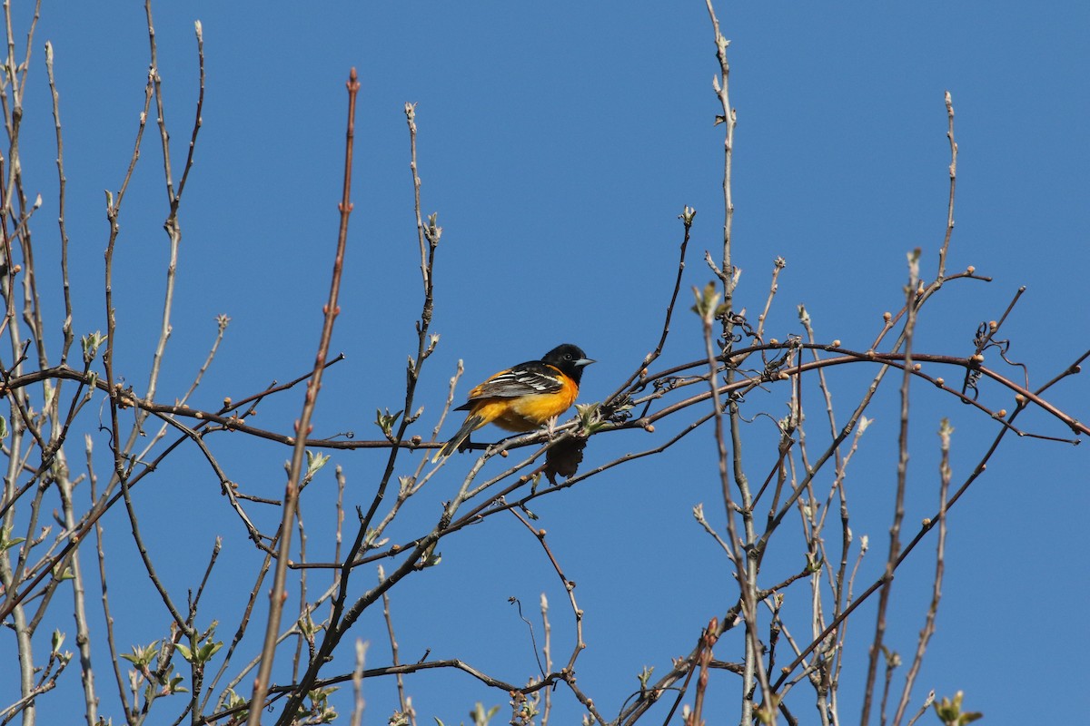 Baltimore Oriole - ML233611151