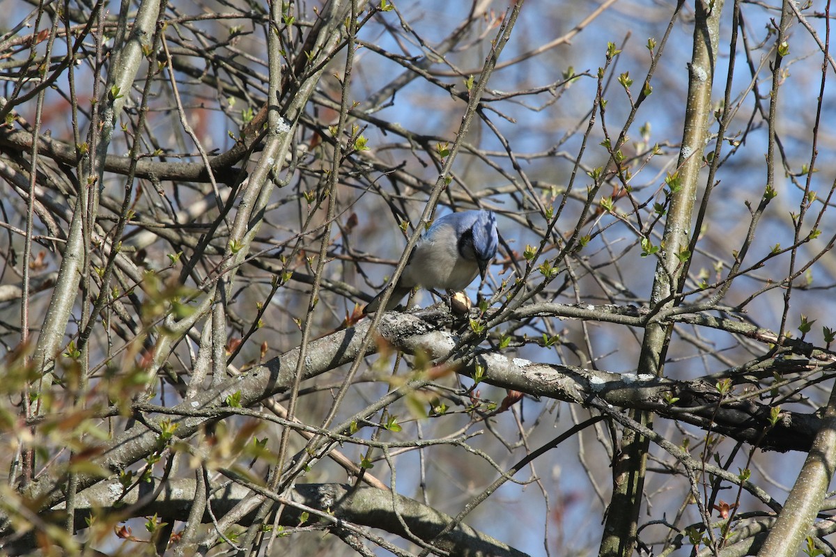 Blue Jay - ML233611531