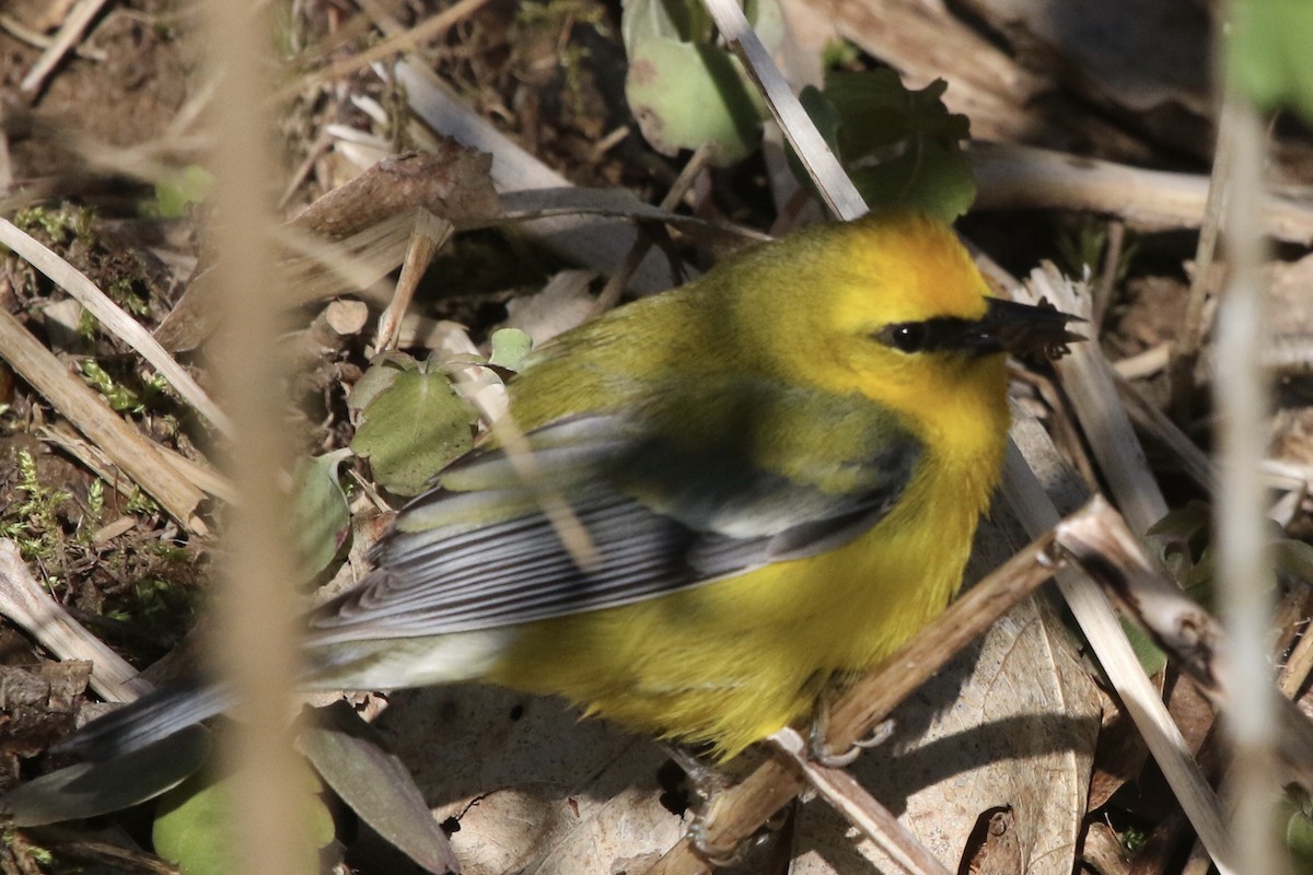 Blue-winged Warbler - ML233612311