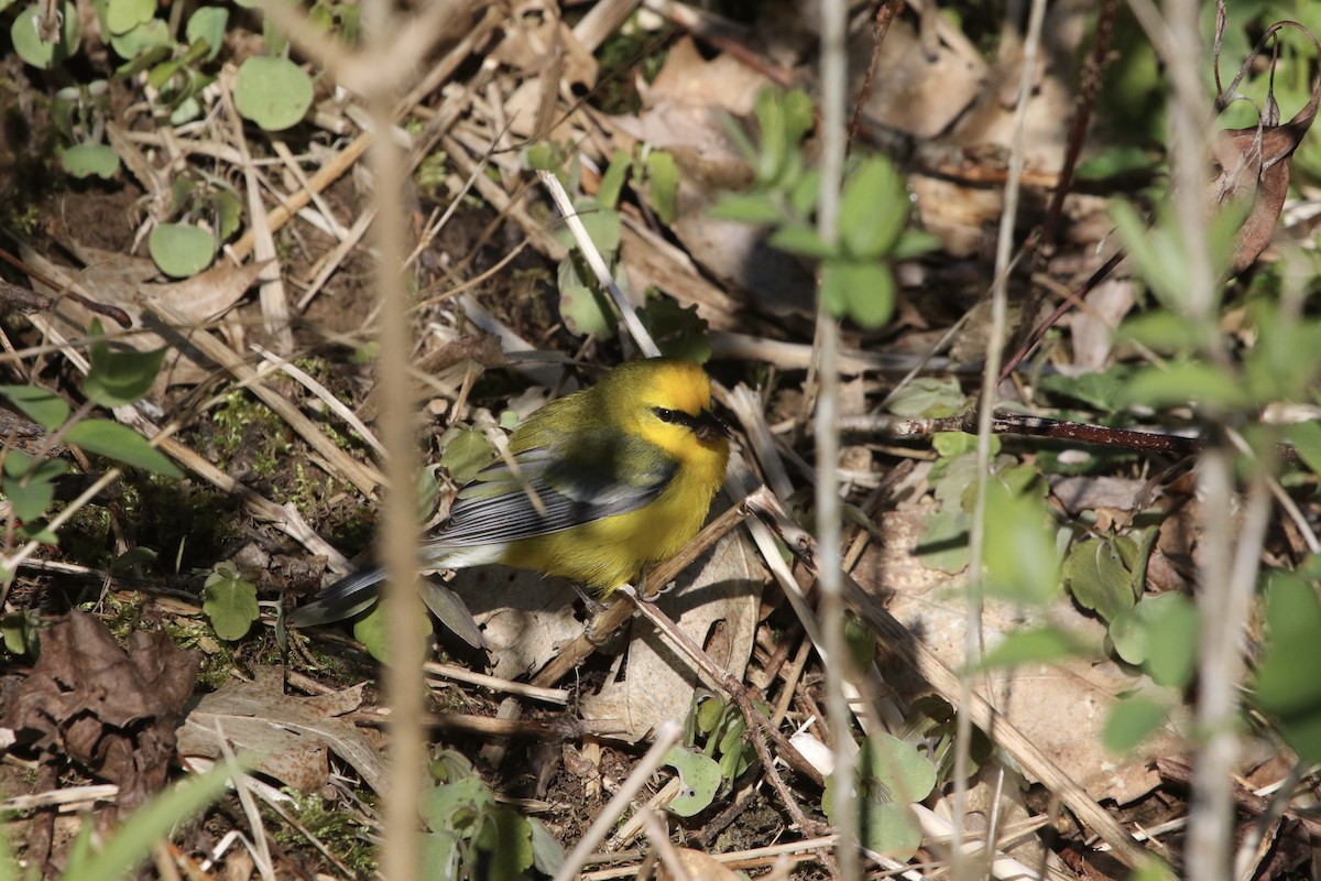 Blue-winged Warbler - ML233613041