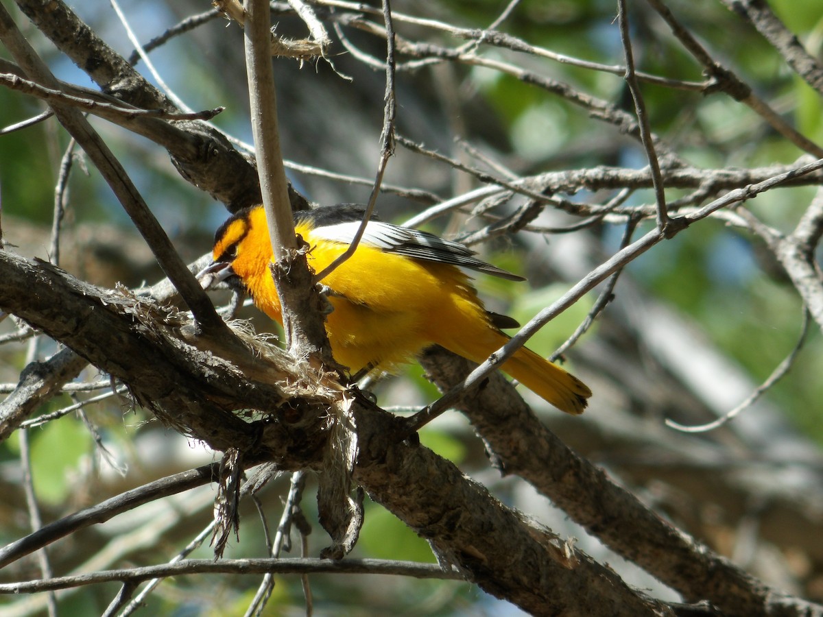 Bullock's Oriole - ML233613511