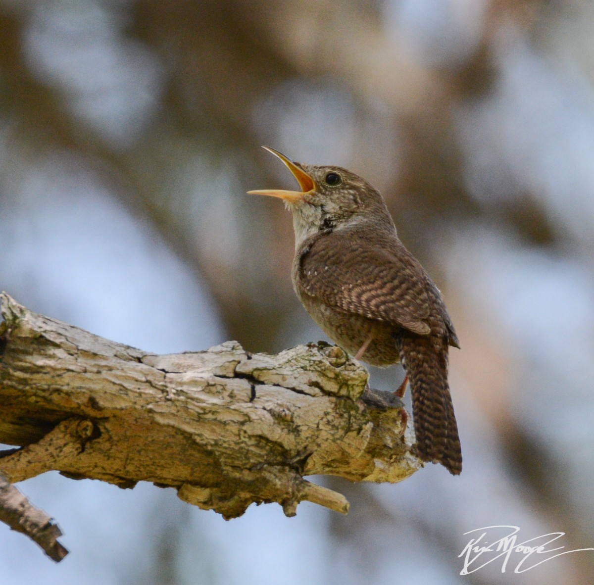 House Wren - ML233613931