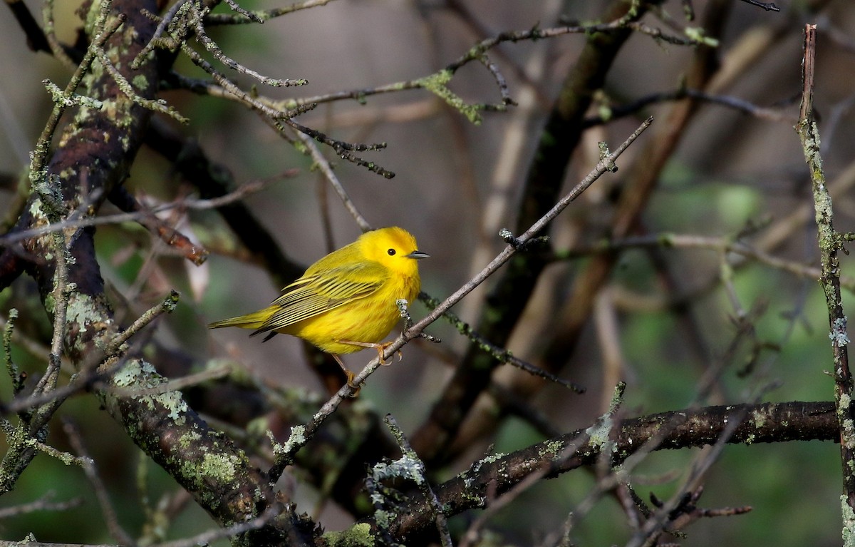 Yellow Warbler (Northern) - ML233614351